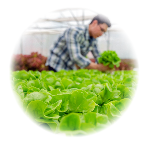 オーガニック野菜